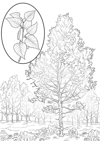 American White Birch Coloring Page